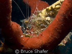 Banded Coral Shrimp in a nice sponge setting.
Olympus C-... by Bruce Shafer 